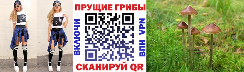 нарко площадка клад  закладка  Омск  Псилоцибиновые грибы Magic Shrooms 